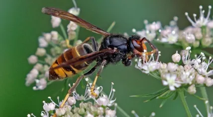 Asian hornet Vespa velutina