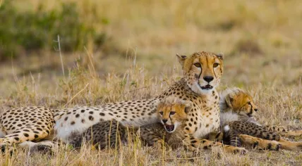 Stock image of cheetah mom with two cubs