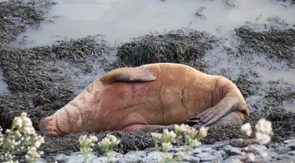 The young female walrus spotted on the Zuiderpier in Harlingen should be left alone to swim to sea, experts say. 30 Sept. 2021