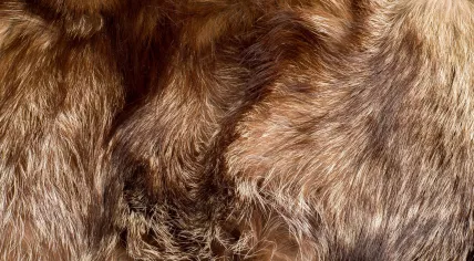Fur coat