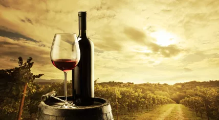 Vineyard at sunset