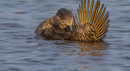Australian musk duck