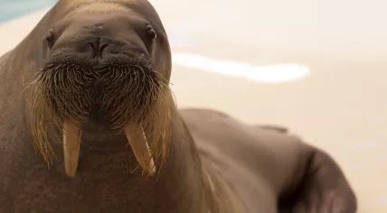 Walrus