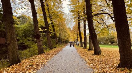 Colorful leaves along a path in Park Frankendael in Amsterdam Oost. 31 October 2021