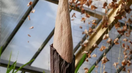 Amorphophallus decus-silvae, also known as a penis plant, about to bloom at Hortus Botanicus in Leiden, 16 October 2021