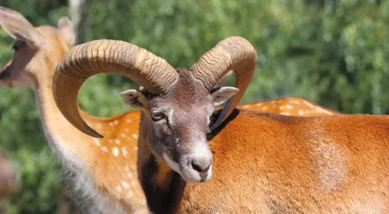 Mouflon ram