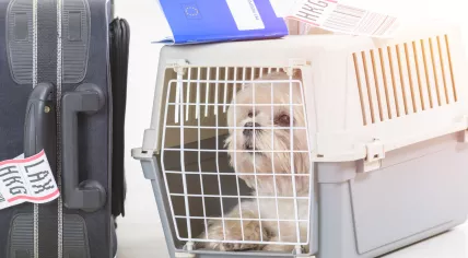 Dog in an airline cargo pet carrier