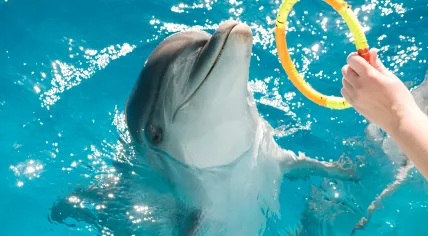 Bottlenose dolphin playing with a ring