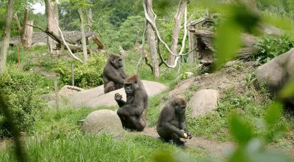 Gorillas at Diergaarde Blijdorp