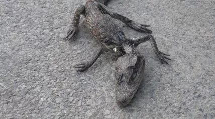 Dead caiman found in Tilburg park