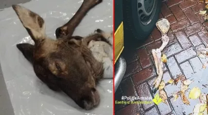 A deer found dead in Amsterdam (L), and a deer leg found elsewhere in the city. November 2021