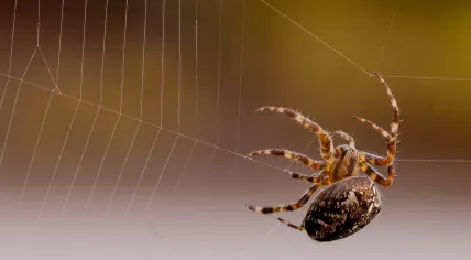 Spider on its web