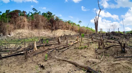Deforestation