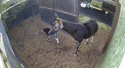 Okapi calf born in Rotterdam zoo