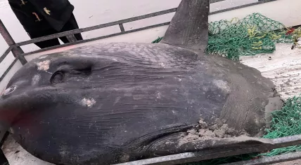 Massive sunfish washed ashore in Ameland, 13 December 2021