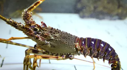 Lobster