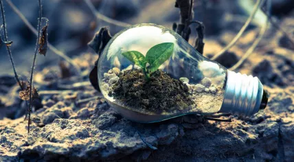 A plant growing in a light bulb