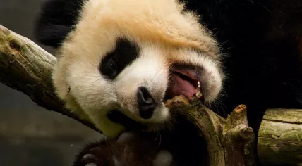 Giant panda Fan Xing at Ouwehands Zoo in Rhenen