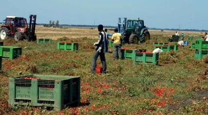 Tomato pickers 