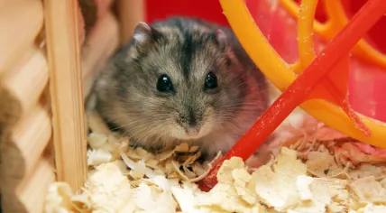 Hamster