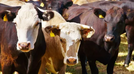 Herd of cows