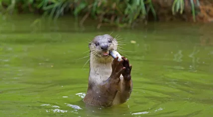 Otter