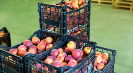 Stock image of peach containers in store