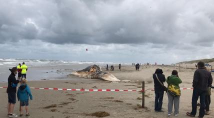 Vin whale washed ashore on Texel beach in August 2017