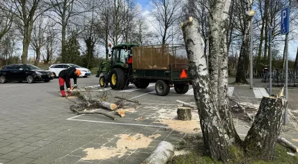 A worker using a chain saw to chop up part of a tree that fell in a parking lot in Amsterdam-Noord.
