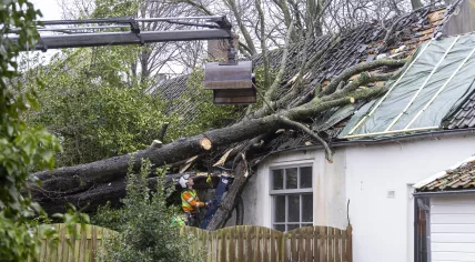 Tree toppled onto a Haarlem home during storm Eunice, 20 February 2022