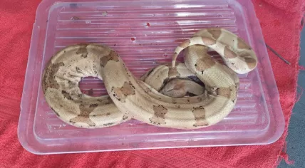 Boa Constrictor found on on Sint Aagtendijk in Beverwijk, 30 January 2022