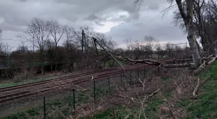 A tree fallen over the train tracks in Zeeland on Feb. 18, 2022.