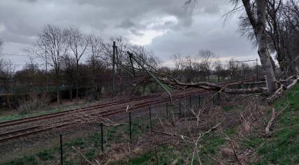 A tree fallen over the train tracks in Zeeland on Feb. 18, 2022.