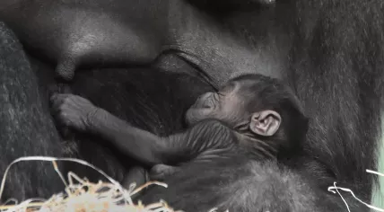 Mother western lowland gorilla Aya holds her newborn baby.