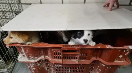 Seven puppies rescued from a puppy mill in Veldhoven, March 2022