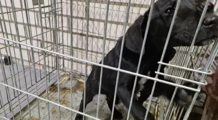 Seven puppies rescued from a puppy mill in Veldhoven, March 2022