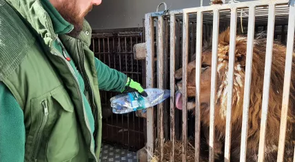 Water is given to a lion rescued from Ukraine as Stichting Leeuw picks up animals from Poznan Zoo in Poland.