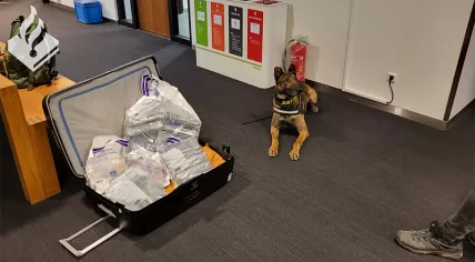 Sniffer dog with suitcase during police drug check.