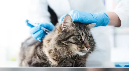 Cat getting vaccinated 