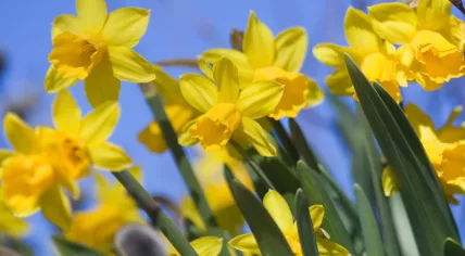 Daffodils 