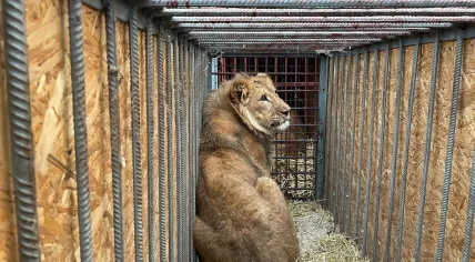 A young lion rescued from a wildlife shelter in Ukraine, 3 March 2022