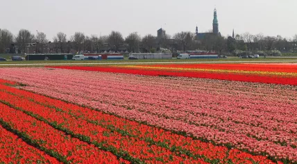 Flower field in Lisse on April 7, 2019.