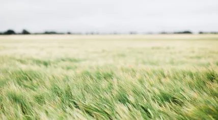 A pasture in the wind
