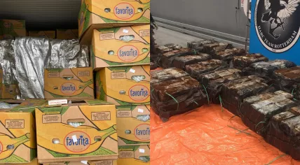 1,099 kilos cocaine found in a banana shipment at the port of Rotterdam, 25 April 2022