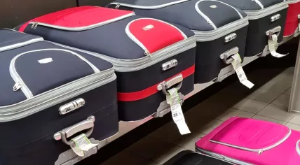 105 kilograms of glass eels found smuggled through Schiphol, 11 April 2022