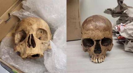 U.S. Customs and Border Protection agents found six skulls that were shipped from the Netherlands and headed to Iowa.
