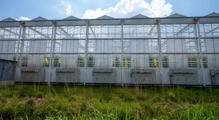 Dutch horticulture: Greenhouses in Westland