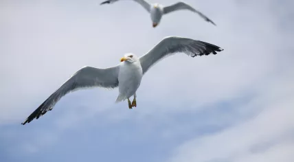 Seagulls