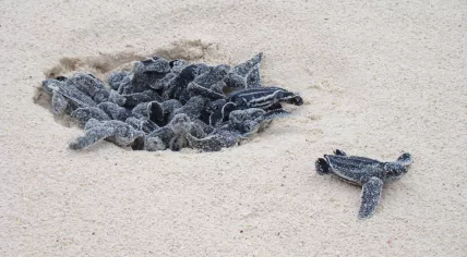 Young leatherback turtles leaving their nest at Eagle Beach, Aruba. 24 June 2008