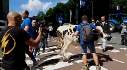 Farmers brought cows to The Hague to protest against the nitrogen policy, 28 June 2022